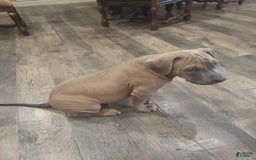 American Bully dogs for sale: Big Hoss - Image 17