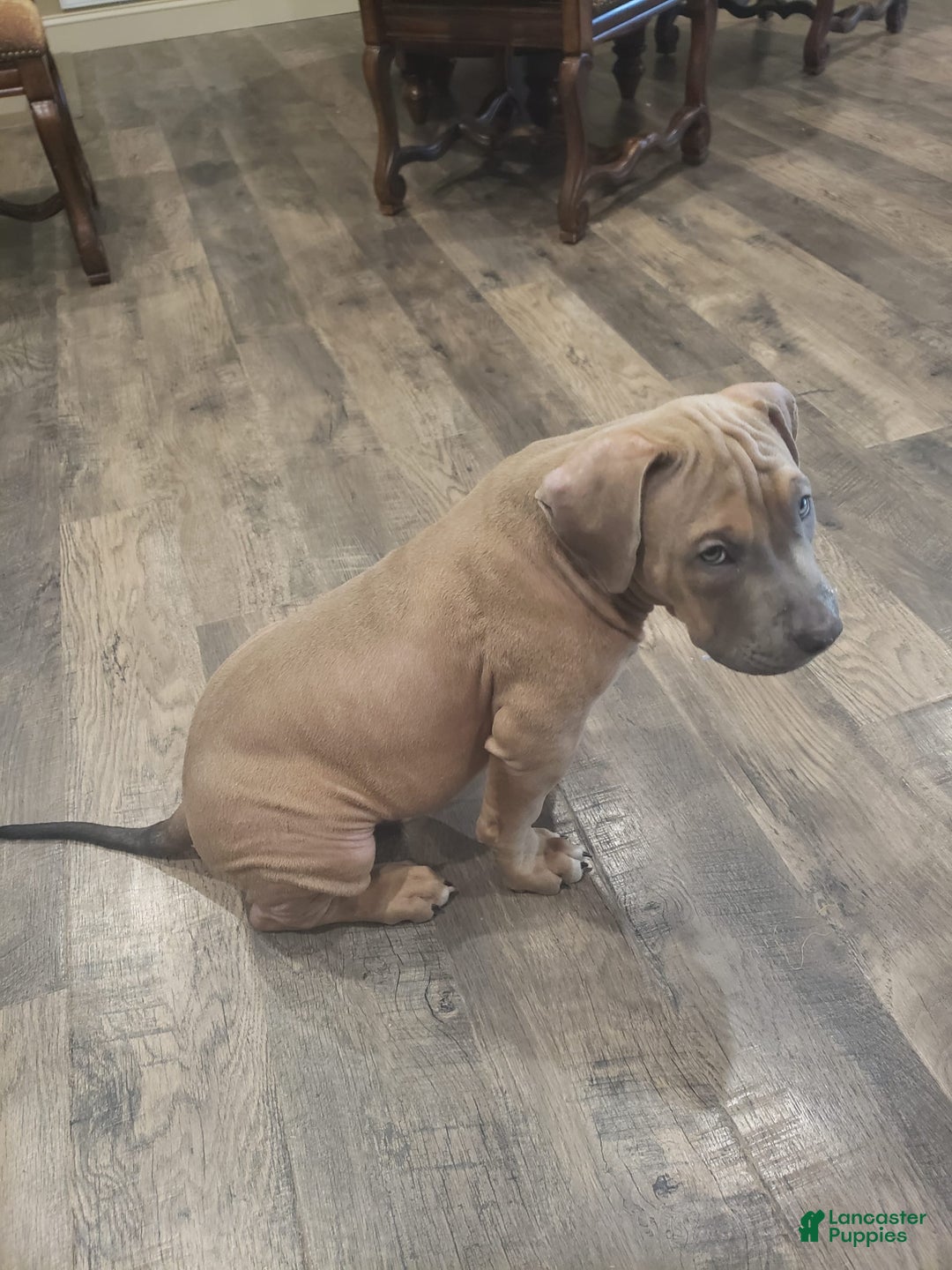 American Bully dogs for sale: Big Hoss - Image 17