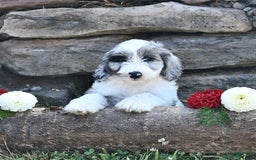 Aussiedoodle dogs for sale: Mindy - Image 3