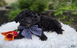 dogs for sale: Donald - Image 3