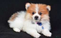 Pomeranian dogs for sale: Earl - Image 1