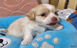 Chihuahua dogs for sale: Darcey - Image 1