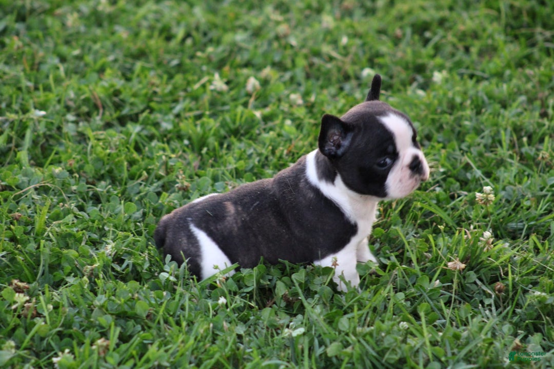 French Bulldog dogs for sale: Natalie - Image 1