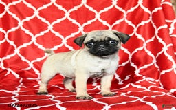 Pug dogs for sale: Lucky - Image 4