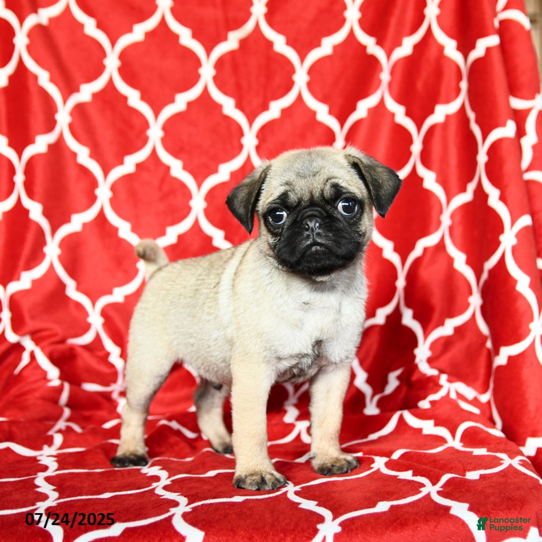 Pug dogs for sale: Lucky - Image 4