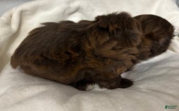 Shih Tzu dogs for sale: Kaylee - Image 21
