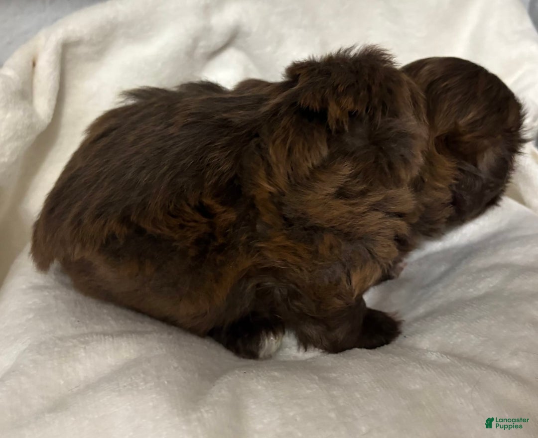 Shih Tzu dogs for sale: Kaylee - Image 21