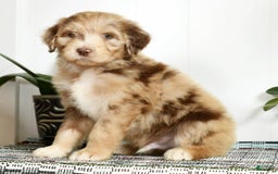 Aussiedoodle dogs for sale: Travis - Image 4