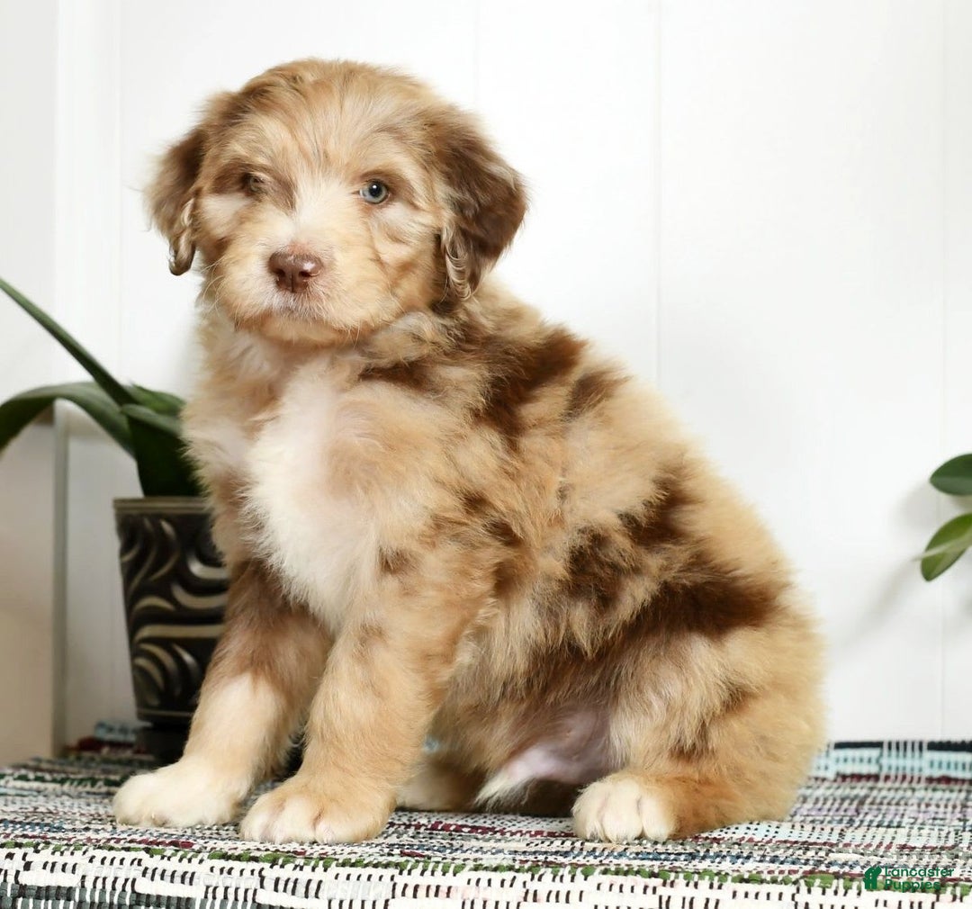 Aussiedoodle dogs for sale: Travis - Image 4
