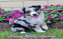 Miniature Australian Shepherd dogs for sale: Fiona - Image 1