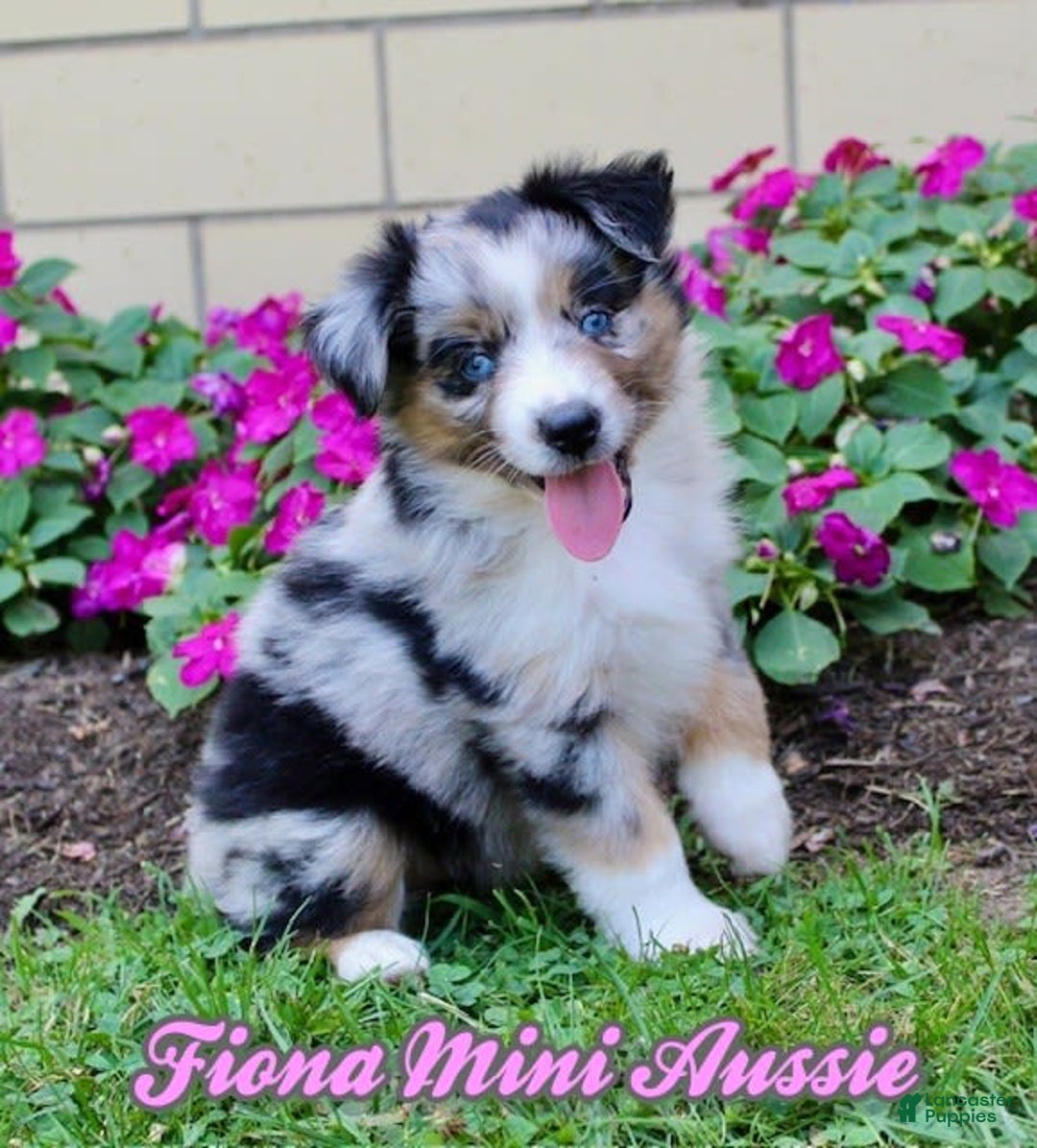 Miniature Australian Shepherd dogs for sale: Fiona - Image 1