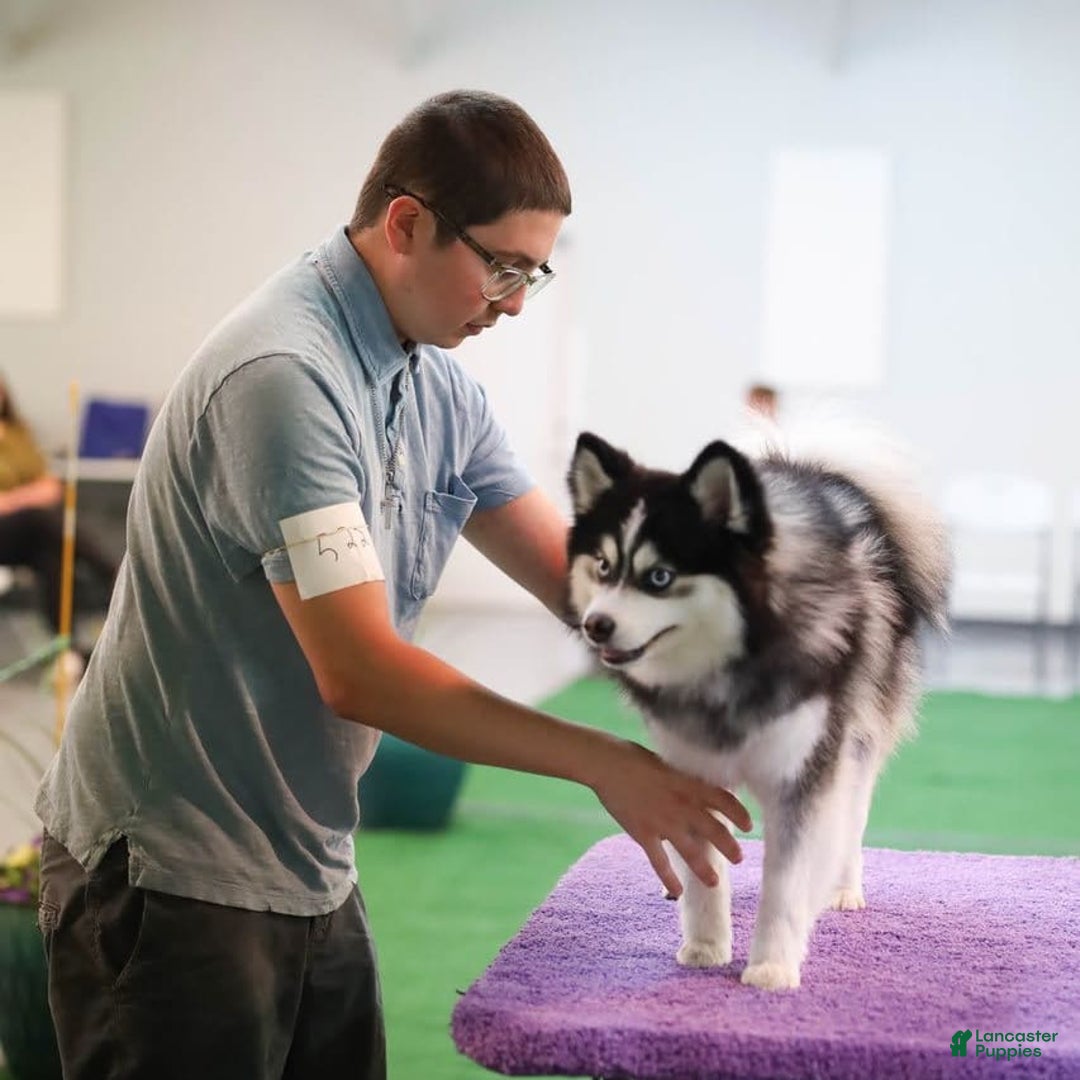 Pomsky dogs for sale: Urban Miracles Cyber - Image 2
