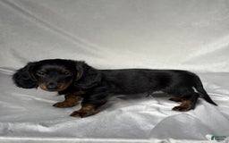 Miniature Dachshund dogs for sale: Cole - Image 3