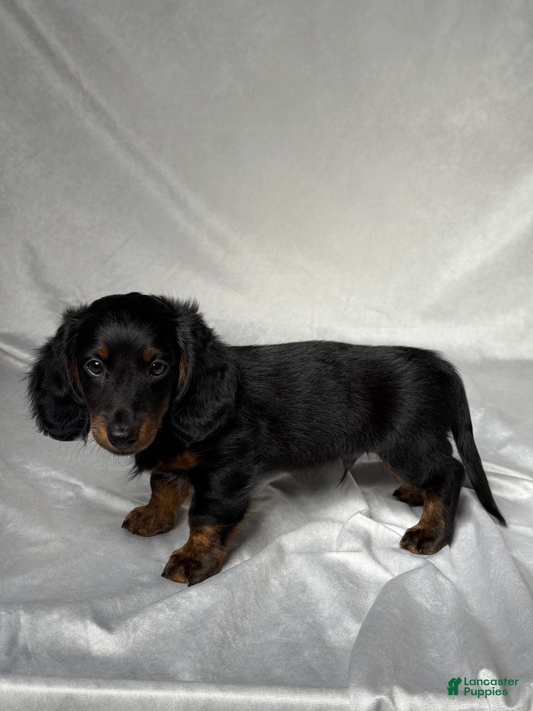 Miniature Dachshund dogs for sale: Cole - Image 3