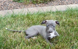 Italian Greyhound dogs for sale: Jenna - Image 9
