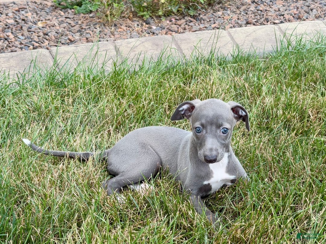 Italian Greyhound dogs for sale: Jenna - Image 9