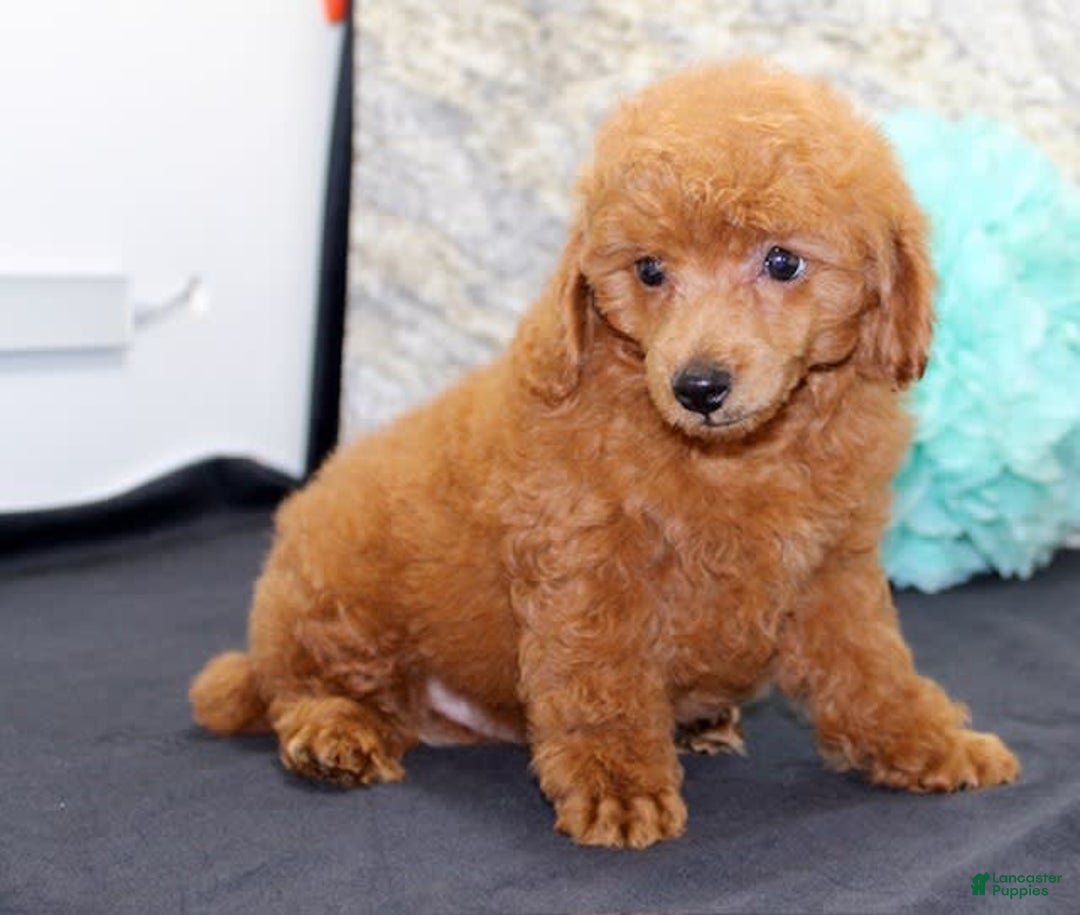 Miniature Poodle dogs for sale: Roger - Image 6