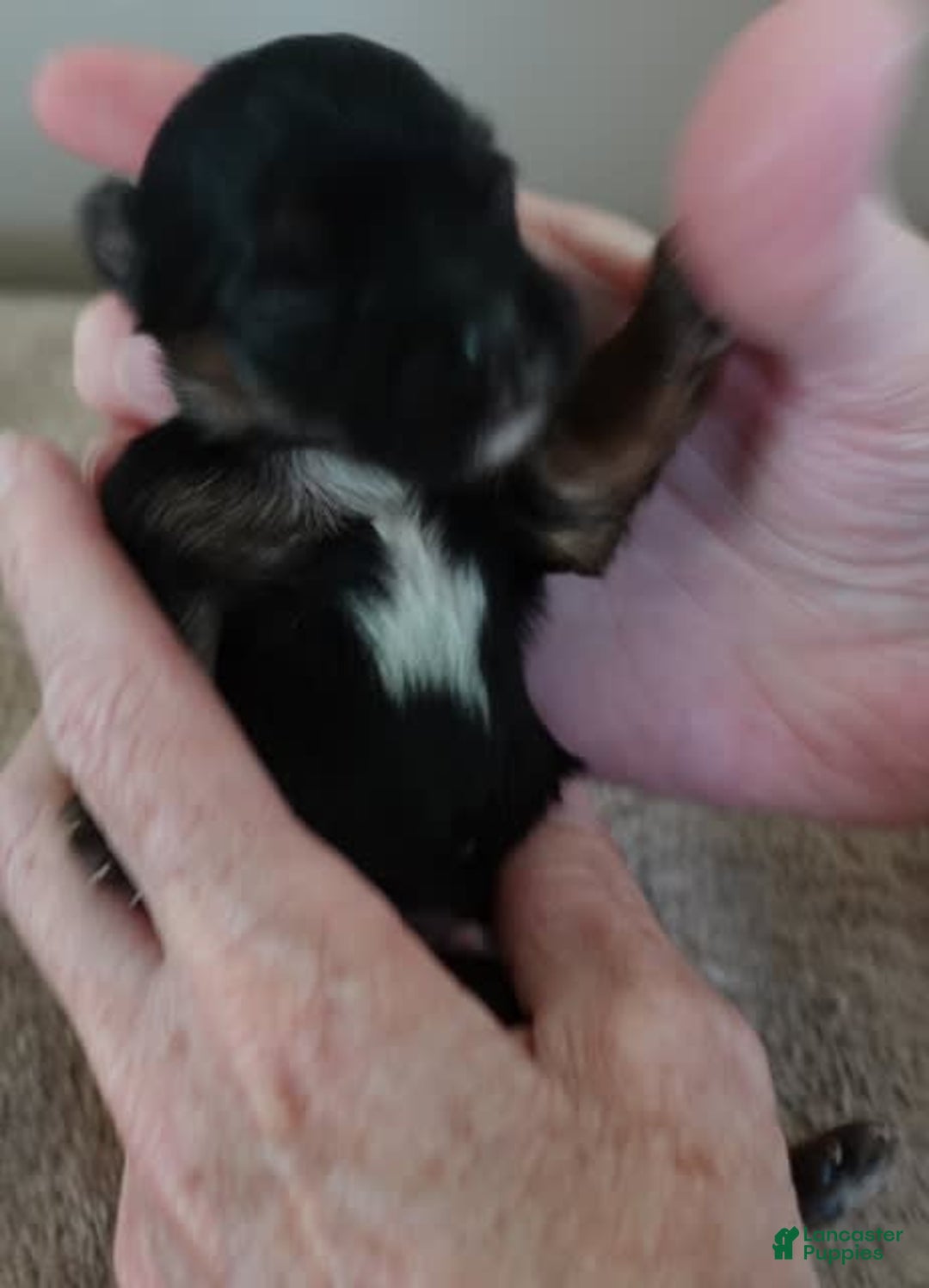 Yorkshire Terrier dogs for sale: Kai - Image 8