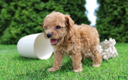 Toy Poodle dogs for sale: Lexi - Image 4