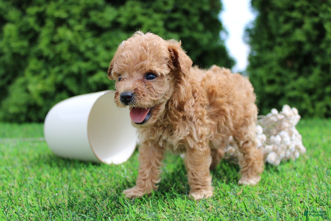 Toy Poodle dogs for sale: Lexi - Image 4