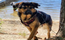 Tibetan Mastiff dogs for sale: Tortellini - Image 8