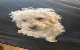 Maltipoo dogs for sale: Bene - Image 2