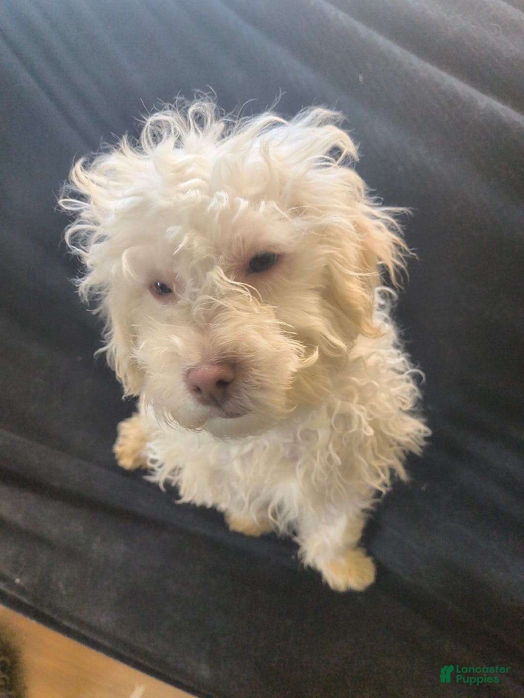 Maltipoo dogs for sale: Bene - Image 2