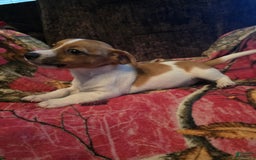 Jack Russell Terrier dogs for sale: Copper - Image 3