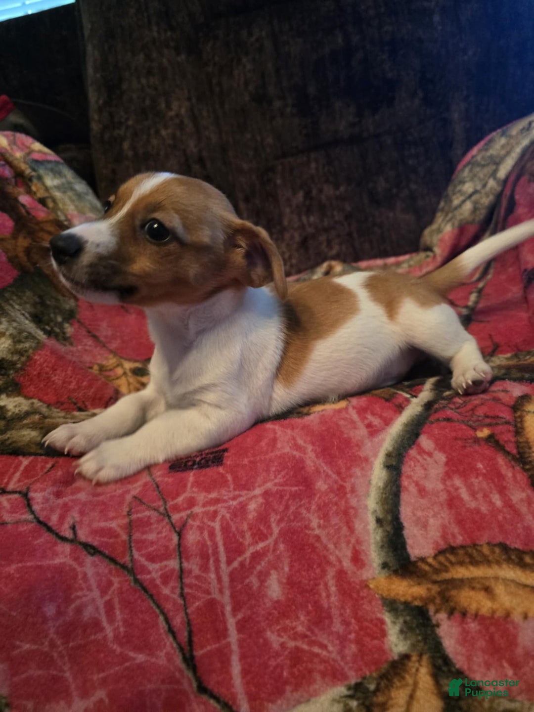 Jack Russell Terrier dogs for sale: Copper - Image 3