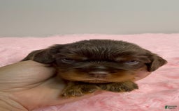 Cavalier King Charles Spaniel dogs for sale: Ginger - Image 4
