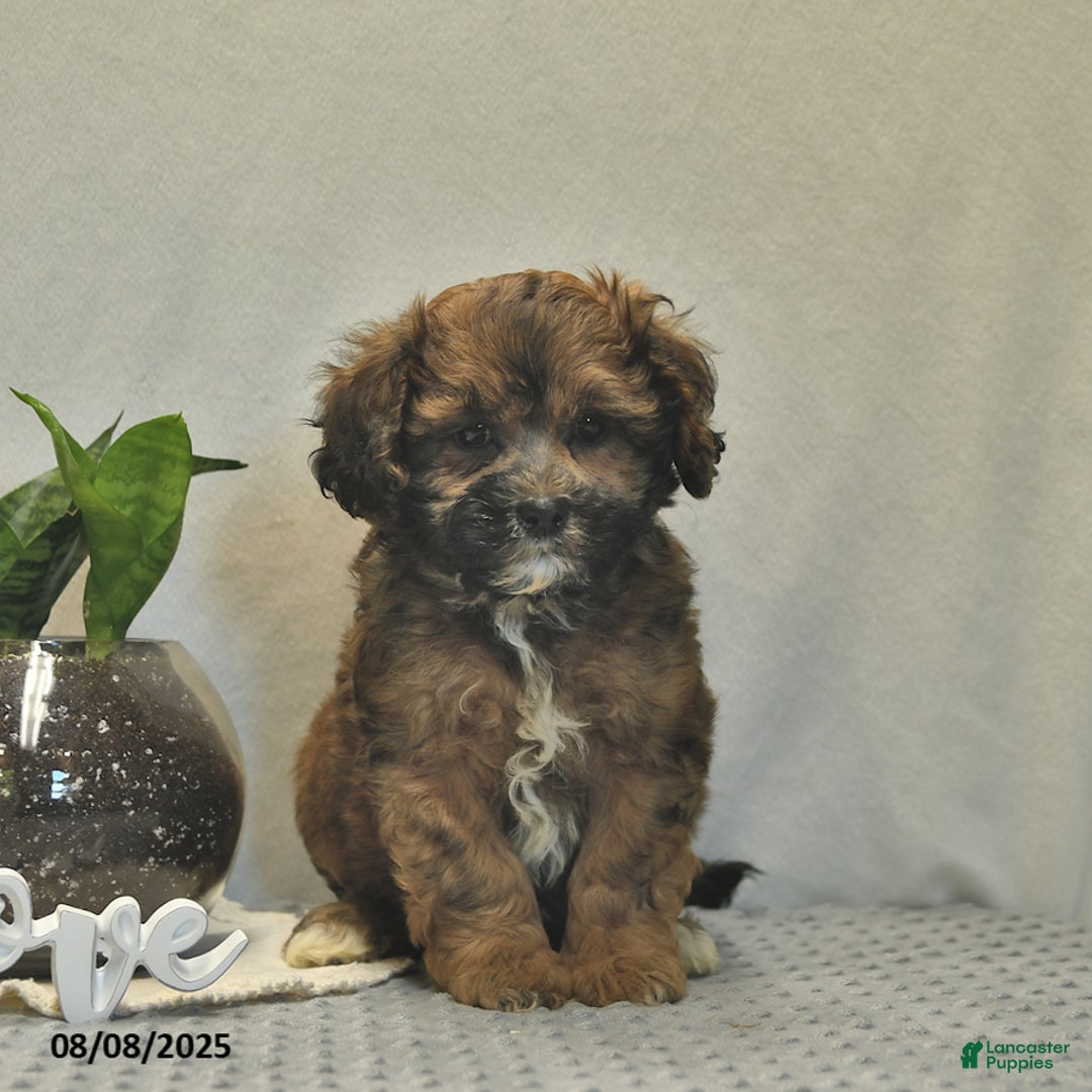 Shihpoo dogs for sale: Alex - Image 5