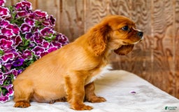 Cavalier King Charles Spaniel dogs for sale: Oliver - Image 13