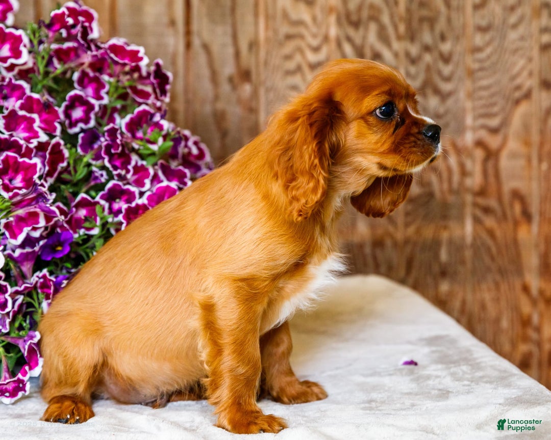 Cavalier King Charles Spaniel dogs for sale: Oliver - Image 13