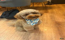 Mini Goldendoodle dogs for sale: Zoe - Image 5