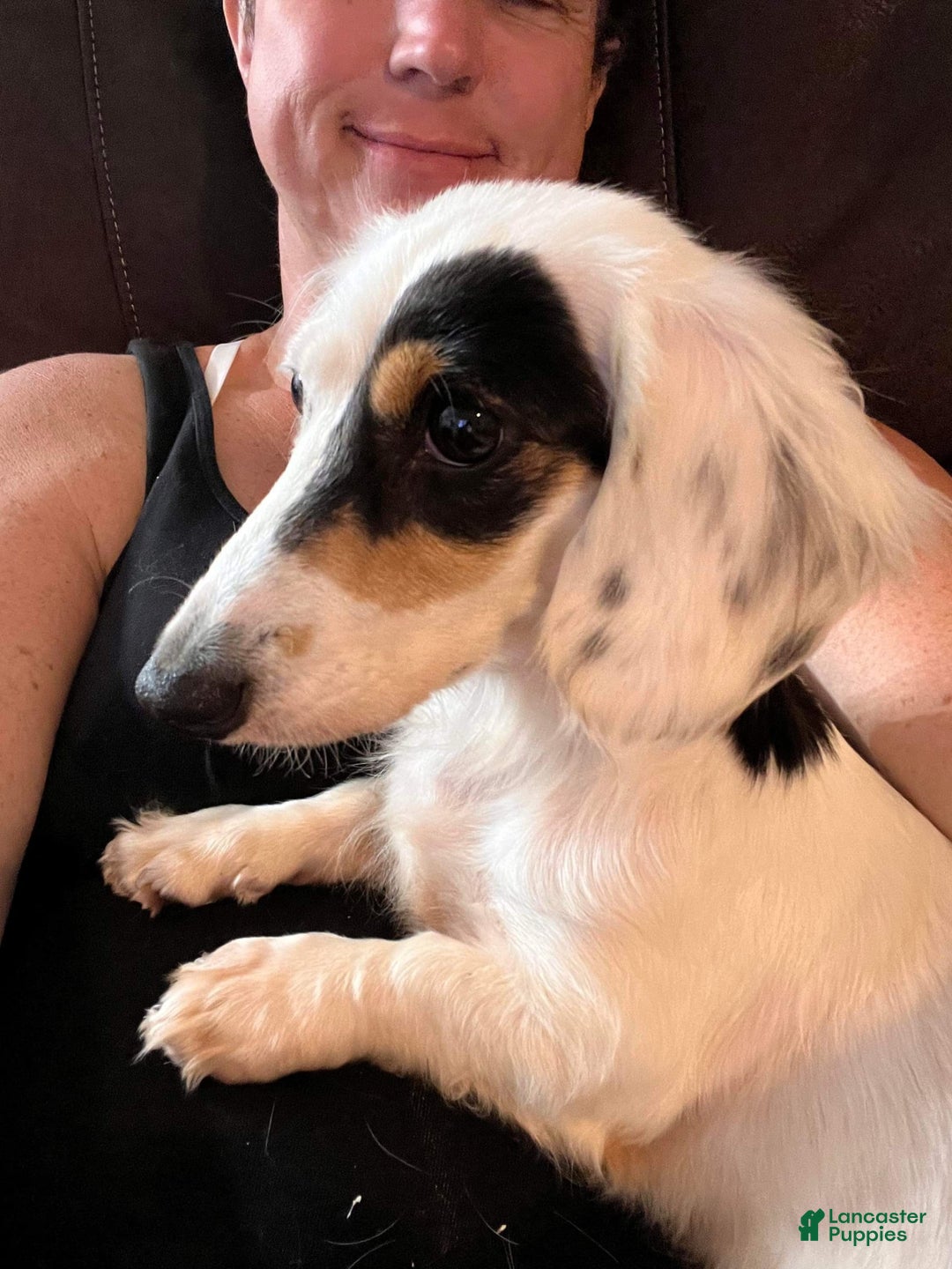 Miniature Dachshund dogs for sale: Smokey - Image 8