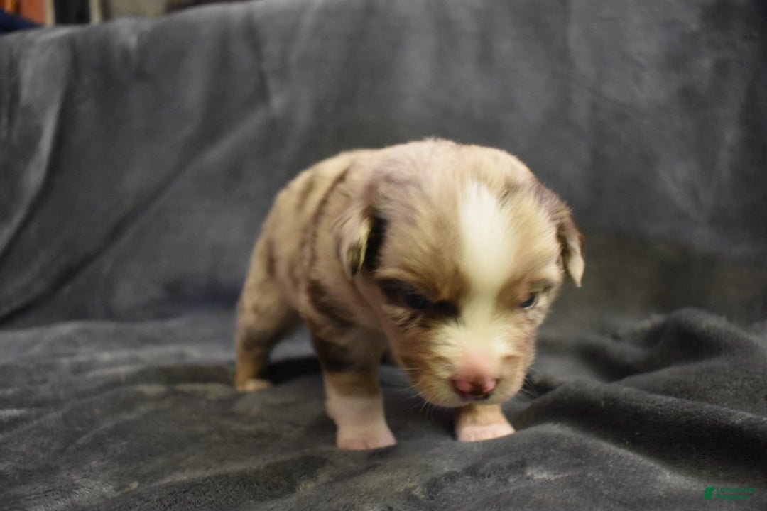 Miniature Australian Shepherd dogs for sale: Ashton - Image 2