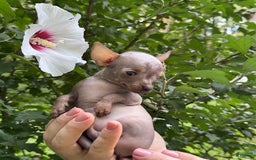 Chihuahua dogs for sale: Krillin - Image 6