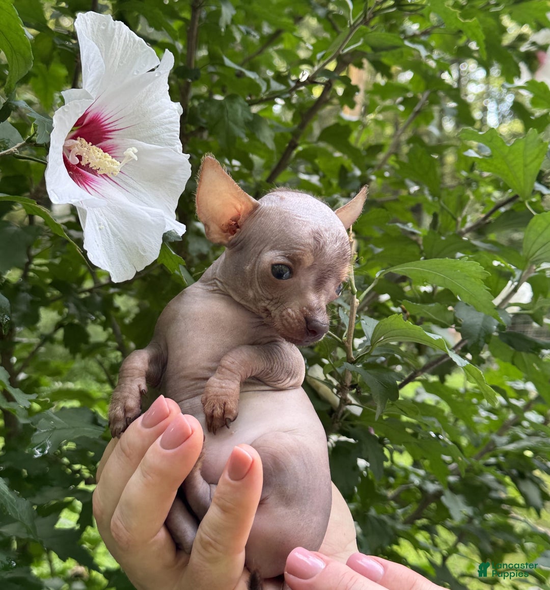 Chihuahua dogs for sale: Krillin - Image 6