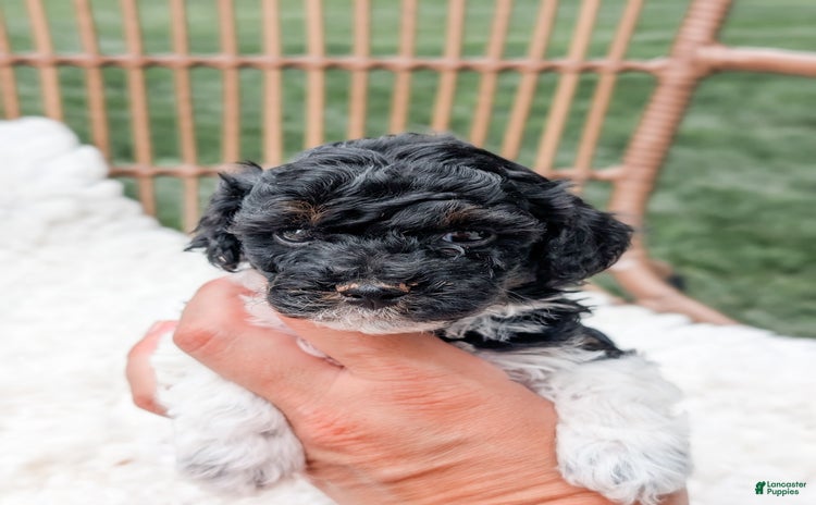 Miniature Poodle dogs for sale - Ad 4