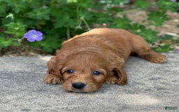 Goldendoodle dogs for sale: Jack - Image 4