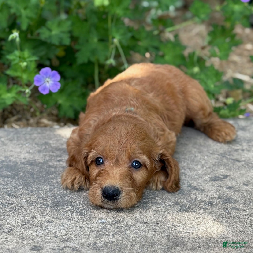 Goldendoodle dogs for sale: Jack - Image 4