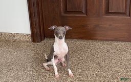 Italian Greyhound dogs for sale: Clayton - Image 3