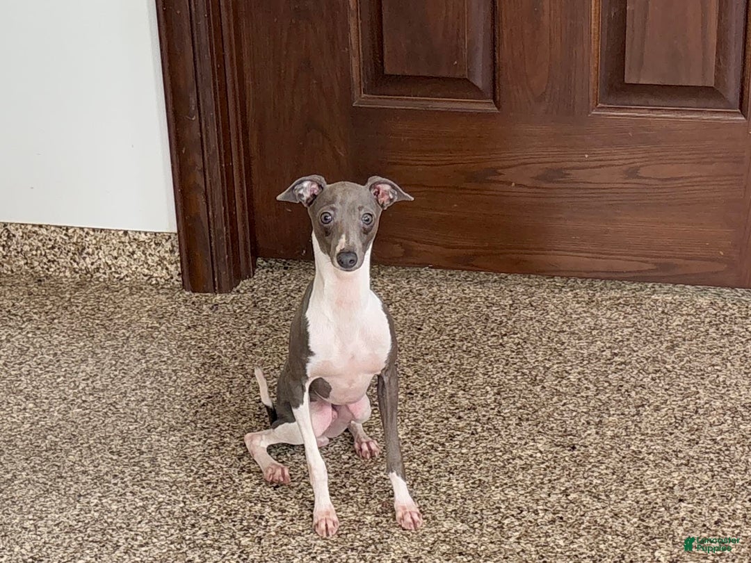 Italian Greyhound dogs for sale: Clayton - Image 3