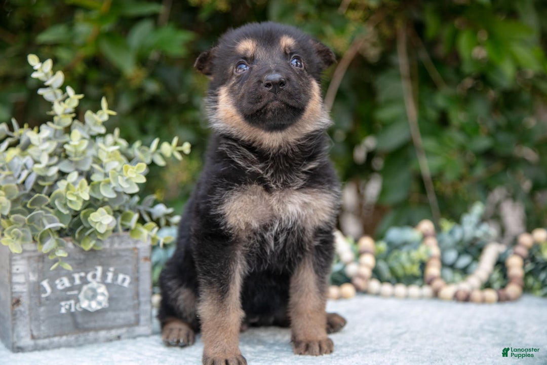 German Shepherd dogs for sale: Misty - Image 1