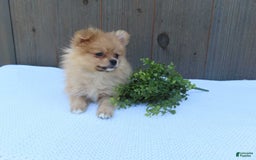 Pomeranian dogs for sale: Sandy - Image 10
