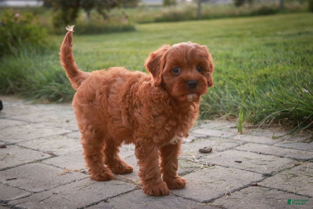 Cavalier King Charles Spaniel dogs for sale: Monty - Image 14