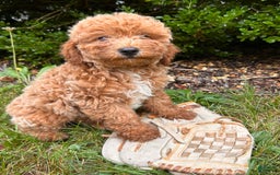 Mini Goldendoodle dogs for sale: Otis - Image 7