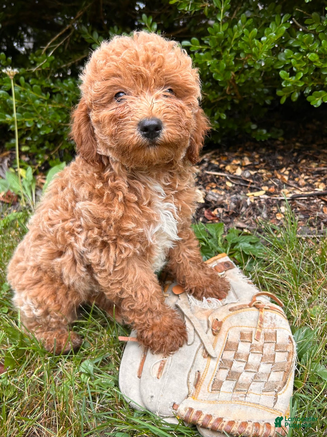Mini Goldendoodle dogs for sale: Otis - Image 7