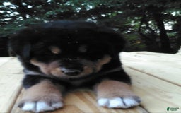 Bernese Mountain Dog dogs for sale: Malina - Image 2
