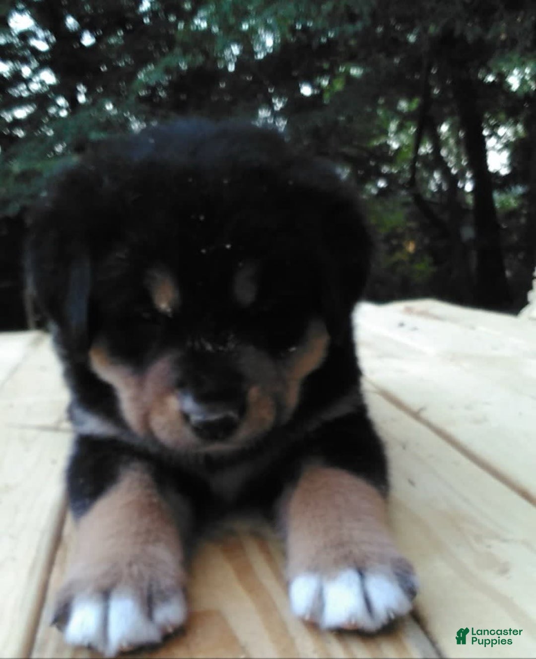 Bernese Mountain Dog dogs for sale: Malina - Image 2